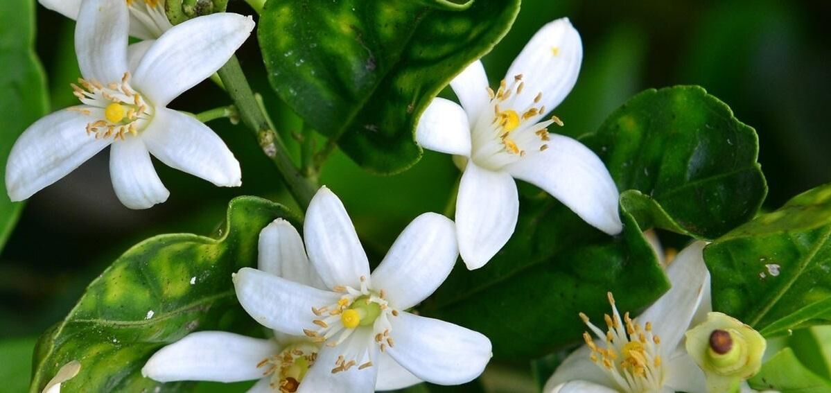 Neroli helps remove spider veins